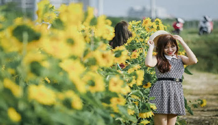 Ngắm vườn hoa hướng dương tuyệt đẹp giữa lòng Đà Nẵng