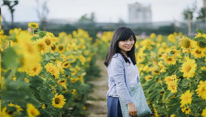 Ngắm vườn hoa hướng dương tuyệt đẹp giữa lòng Đà Nẵng