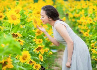 Ngắm vườn hoa hướng dương tuyệt đẹp giữa lòng Đà Nẵng