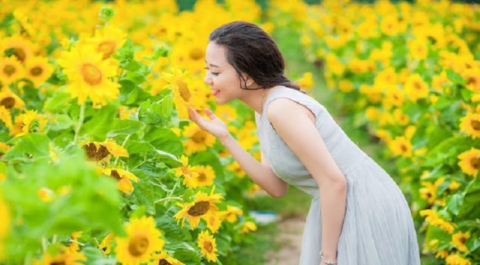 Ngắm vườn hoa hướng dương tuyệt đẹp giữa lòng Đà Nẵng