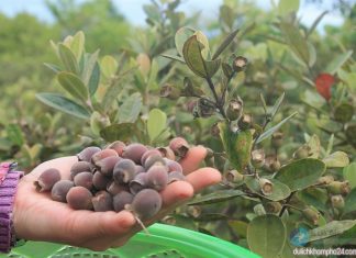 Sim chín trên Bán Đảo Sơn Trà