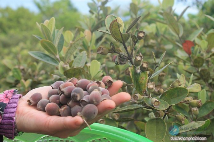 Sim chín trên Bán Đảo Sơn Trà