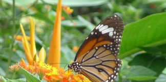 vườn bướm nhiệt đới Đà Nẵng