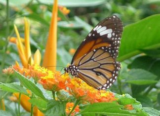 vườn bướm nhiệt đới Đà Nẵng