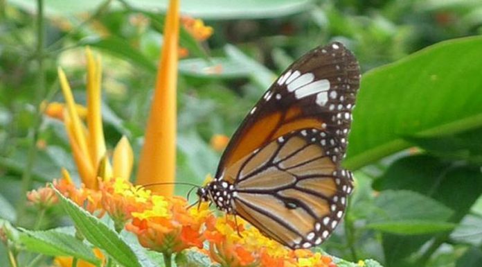 vườn bướm nhiệt đới Đà Nẵng