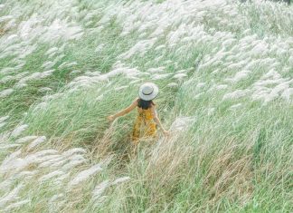 rừng cỏ lau Đà Nẵng