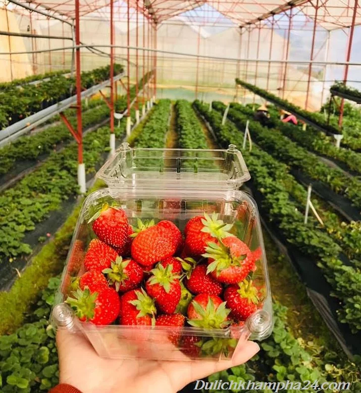Dâu Tây Đà Lạt