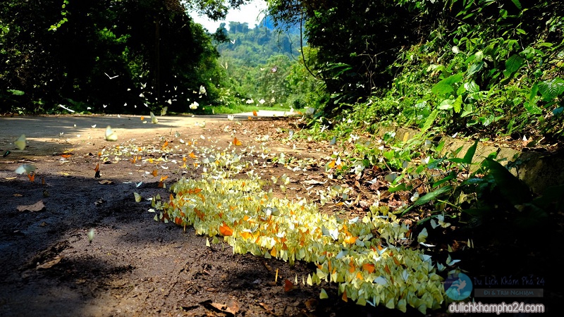 Mùa Bướm nở rộ tại rừng Cúc Phương - Ninh Bình