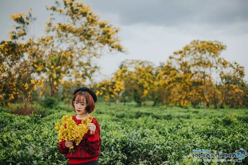 hoa muồng vàng gia lai