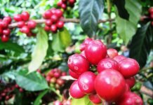 kinh nghiệm du lịch Gia Lai