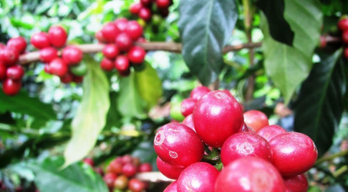 Kinh nghiệm du lịch Gia Lai tự túc 2024 | Khám phá miền đất hứa kinh nghiệm du lịch Gia Lai