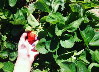 vườn dâu tây đà lạt