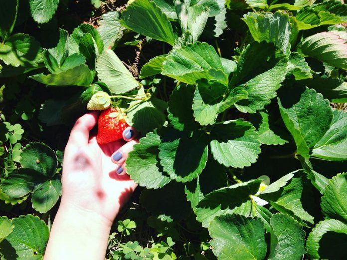 vườn dâu tây đà lạt