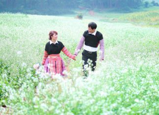 Kinh nghiệm du lịch cánh đồng cải Mộc Châu: thời gian, địa điểm đẹp nhất cánh đồng cải Mộc Châu