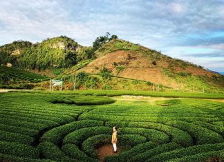 Đồi chè Mộc Châu ở đâu, có gì đẹp và hấp dẫn du khách? đồi chè mộc châu