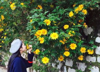 Kinh nghiệm săn hoa Dã Quỳ Đà Lạt nở đẹp nhất trong năm hoa dã quỳ đà lạt