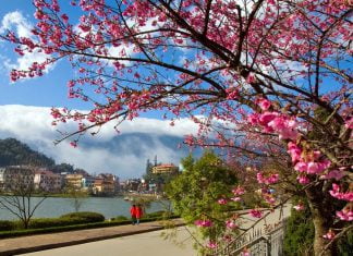 Hoa Mai Anh Đào Đà Lạt – Kinh nghiệm săn hoa nở đẹp nhất trong năm hoa mai anh đào đà lạt