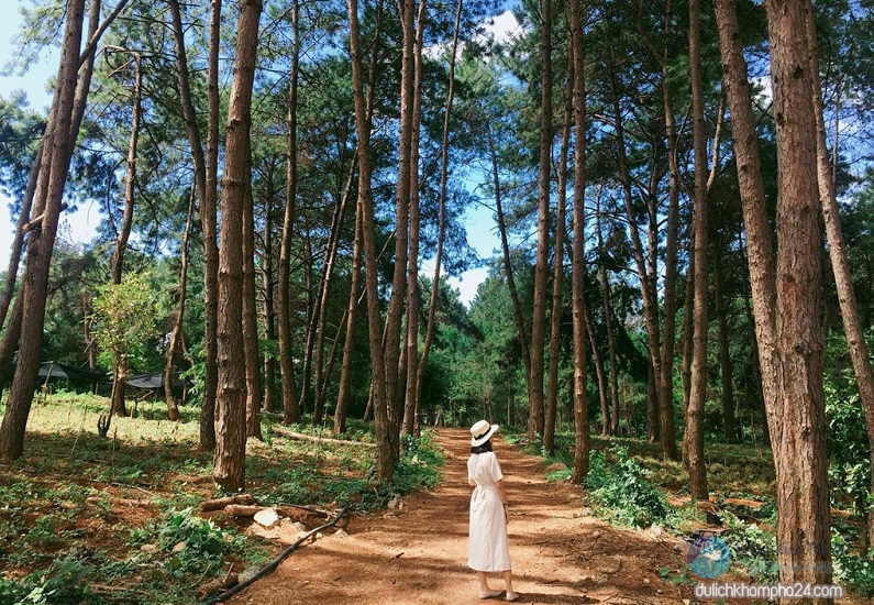 Rừng thông ở làng Ang Mok Chow 