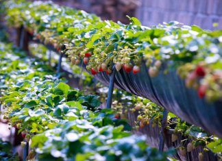 trang trại dâu tây mộc châu