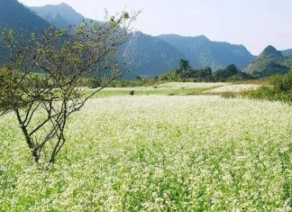 thung cuông mộc châu