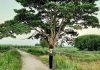 cây cô đơn Huế