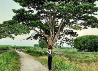 cây cô đơn Huế