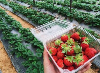 đặc sản đà lạt