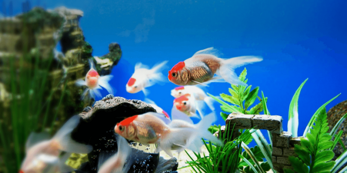 cua-hang-ban-ca-canh-sai-gon-14