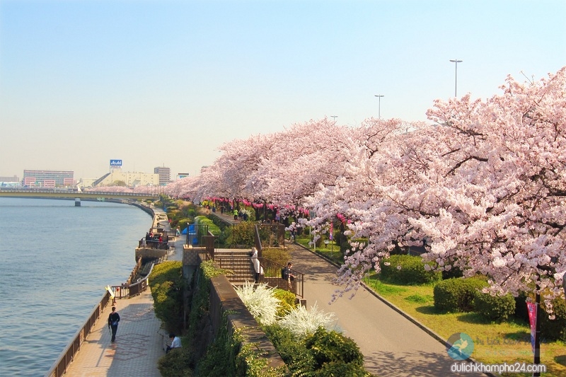 Mùa xuân ở Nhật Bản - Kinh nghiệm du lịch