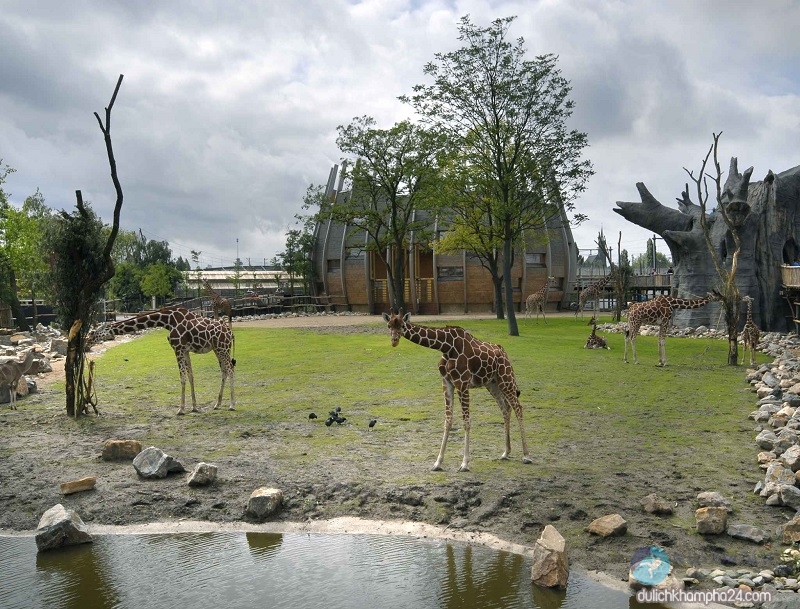 Diergaarde Blijdorp – Sở thú Rotterdam