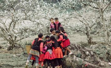 Gợi ý 5 điểm ngắm hoa mận Mộc Châu nở đẹp nhất đi ngay kẻo lỡ hoa mận mộc châu