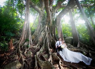 Cây Đa Ngàn Năm Tuổi Đà Nẵng to lớn như trong phim viễn tưởng