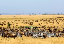 kinh nghiệm du lịch Kenya