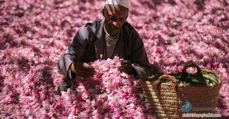 Lễ hội hoa hồng ở Maroc