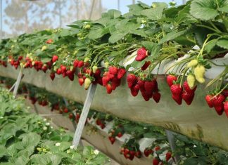 Vườn dâu tây Sapa