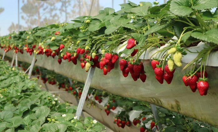 Vườn dâu nổi tiếng và được nhiều du khách yêu thích nhất tại Sapa có “tọa độ” tại thôn Má Tra, trong bản Tả Phìn