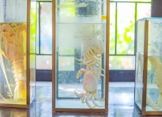 Khu Bảo Tồn Biển Cù Lao Chàm