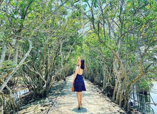 rừng ngập mặn rú chá