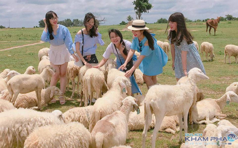 Đồi cừu - Bối cảnh thơ mộng và điểm check in hấp dẫn khi du lịch Vũng Tàu