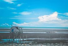 Mê mẩn thiên đường biển Cồn Vành đẹp nhất Thái Bình Biển Cồn Vành