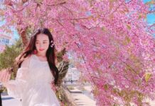 Mai anh đào - Biểu tượng mùa xuân của thành phố