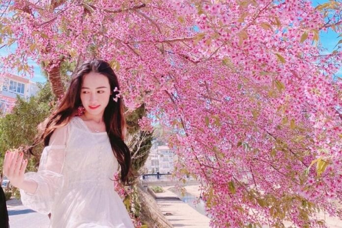 Mai anh đào - Biểu tượng mùa xuân của thành phố