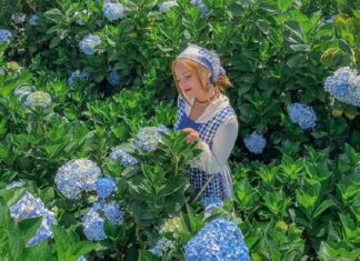 Nguồn gốc hoa cẩm tú cầu