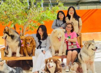 nông trại cún Puppy Farm