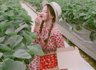 vườn dâu tây Đà Lạt