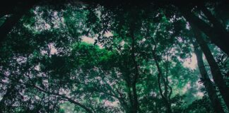 Vườn Quốc Gia Tam Đảo – Tất Tần Tật Những Điều Bạn Cần Biết Vườn quốc gia Tam Đảo