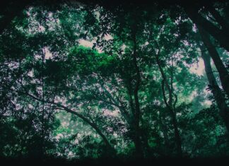 Vườn quốc gia Tam Đảo