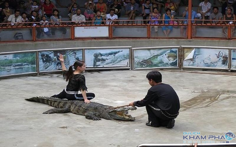Câu lạc bộ biểu diễn cá sấu khu du lịch Tuần Châu Quảng Ninh