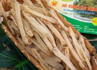 Sá sùng khô