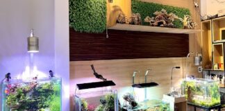 Thủy sinh Đà Nẵng